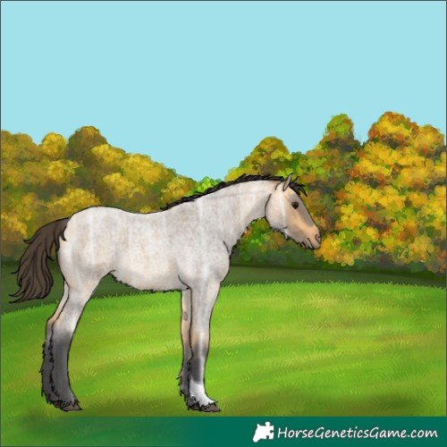 Horse Color:Buckskin Ice Roan Tobiano