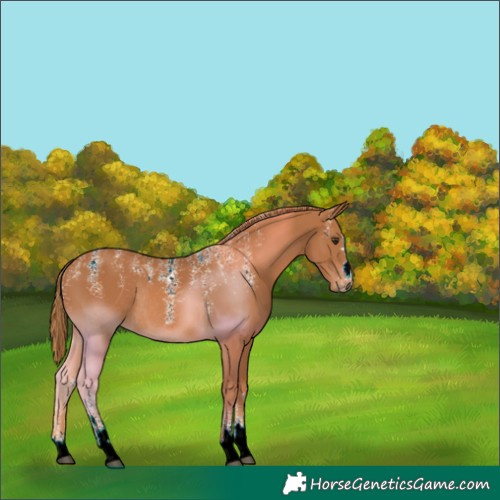 Horse Color:Powder White Chestnut Rabicano