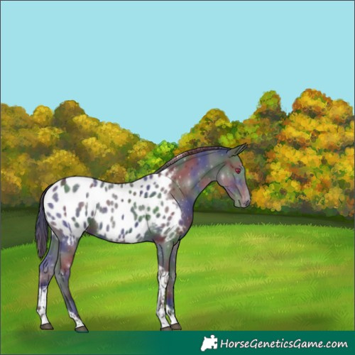 Horse Color:Nacre Black Tobiano Appaloosa Rabicano