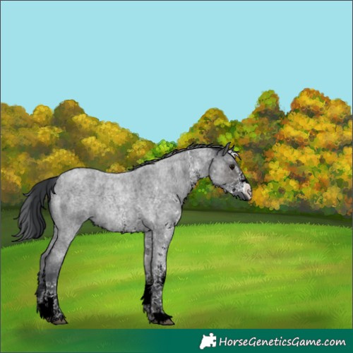Horse Color:White Spotted Blue Roan Merle