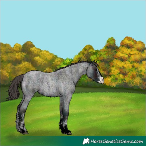 Horse Color:White Spotted Midnight Smoky Blue Ice Roan Splash Skewed Appaloosa