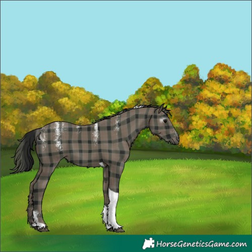 Horse Color:Powder White Gray Plaid Black Tobiano