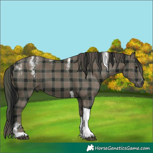 Horse Color:Powder White Gray Plaid  Black Tobiano 