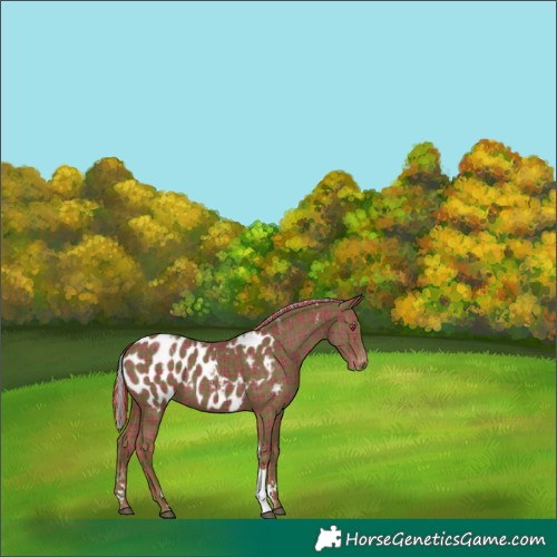 Horse Color:Powder White Painted Plaid  Chocolate Silver Black Tobiano Appaloosa 