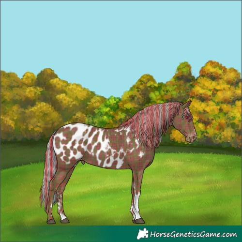 Horse Color:Powder White Painted Plaid  Chocolate Silver Black Tobiano Near Leopard 
