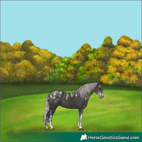 Horse Color:Powder White Gray Silver Smoky Black 