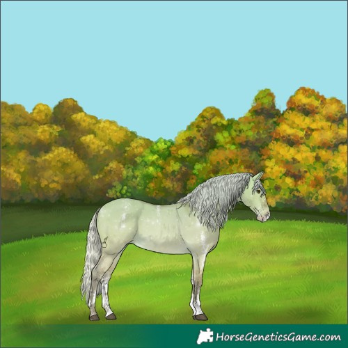 Horse Color:Powder White White Spotted Silver Buckskin Dun