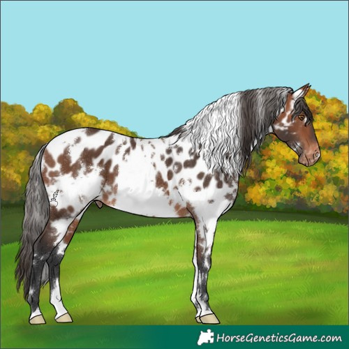 Horse Color:White Spotted Bay Near Leopard