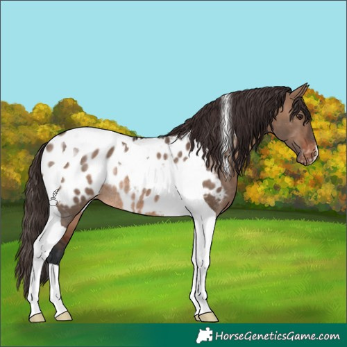 Horse Color:Brown Dun Tobiano Appaloosa Rabicano 