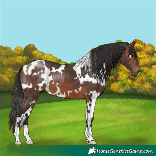 Horse Color:White Spotted Brown