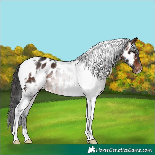 Horse Color:White Spotted Brown Tobiano Appaloosa