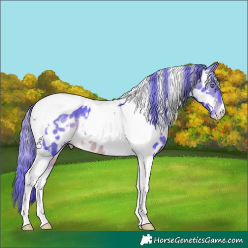 Horse Color:Watercolor White Spotted Bay Chinchilla Tobiano Appaloosa 