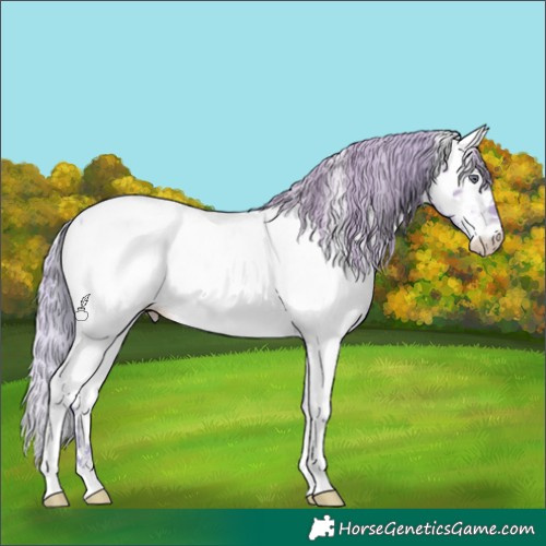 Horse Color:Watercolor White Spotted Brown Chinchilla Pearl Appaloosa
