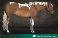 Horse Color:Chocolate Palomino Tobiano 