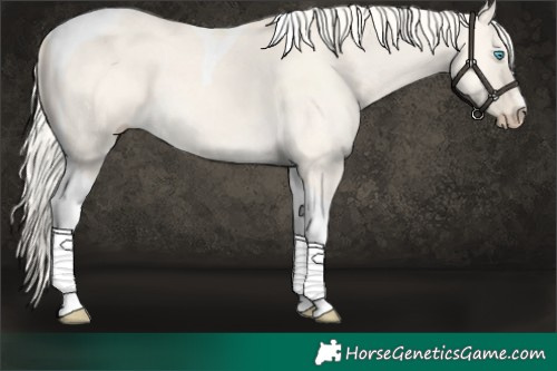 Horse Color:Cremello Dun Tobiano
