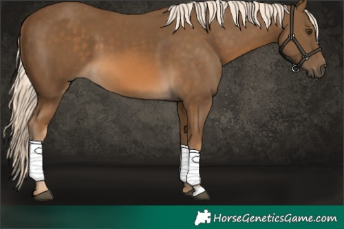 Horse Color:Chocolate Palomino