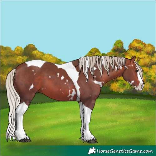 Horse Color:White Spotted Silver Bay Splash Tobiano