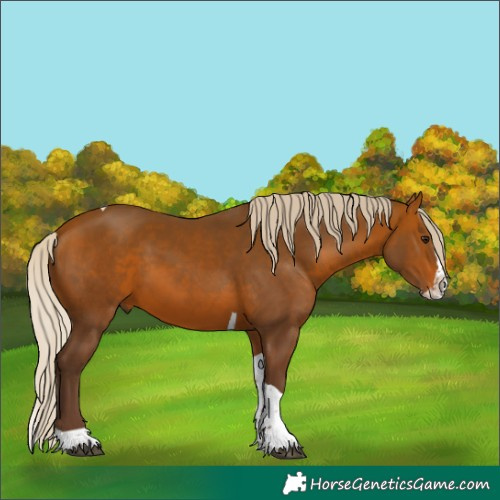 Horse Color:Silver Brown Splash Tobiano 