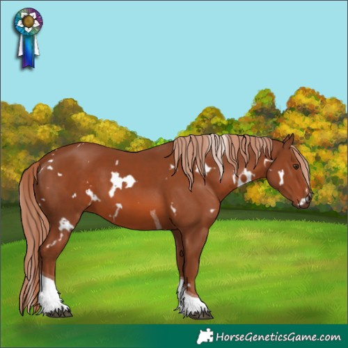 Horse Color:White Spotted Chestnut Tobiano 