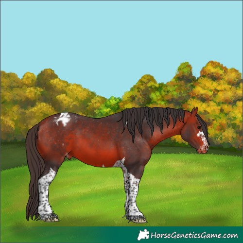 Horse Color:Bay Tobiano Appaloosa 
