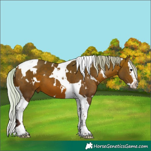 Horse Color:White Spotted Silver Brown Splash Tobiano