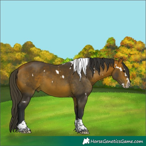 Horse Color:White Spotted Bay Splash Tobiano