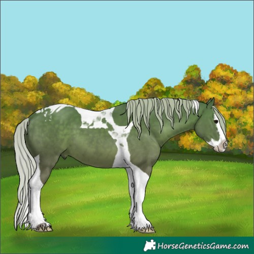 Horse Color:Silver Black Splash Tobiano 