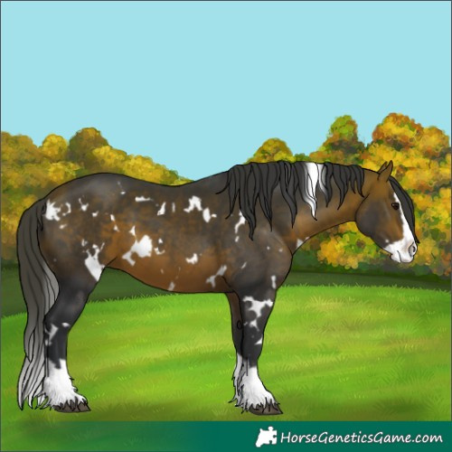 Horse Color:White Spotted Bay Splash