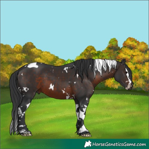 Horse Color:White Spotted Brown Splash Tobiano