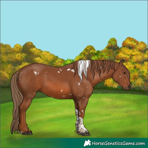 Horse Color:White Spotted Chestnut Tobiano