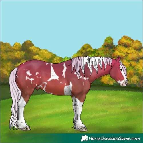 Horse Color:White Spotted Silver Bay Splash Tobiano 