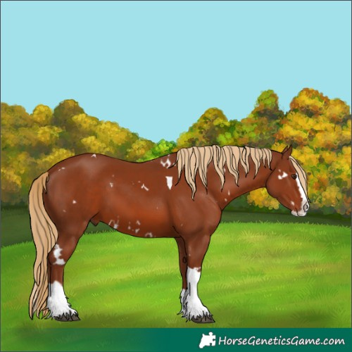 Horse Color:White Spotted Chestnut Splash Tobiano 