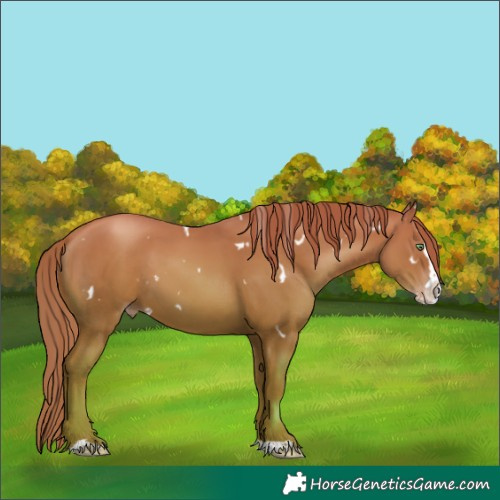Horse Color:White Spotted Gold Champagne Splash 