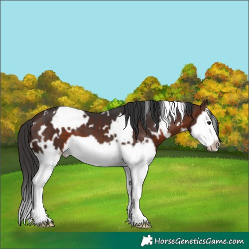 Horse Color:White Spotted Brown Splash Frame