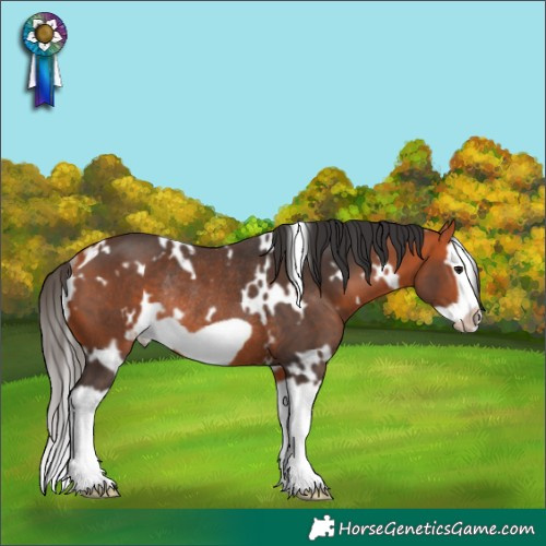 Horse Color:White Spotted Bay Splash Frame Rabicano 