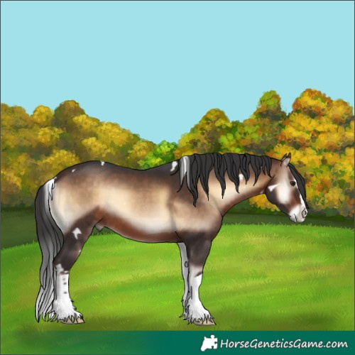 Horse Color:White Spotted Bay Onyx Splash 