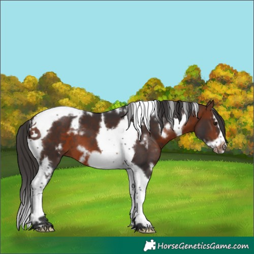 Horse Color:White Spotted Bay Splash Tobiano Frame