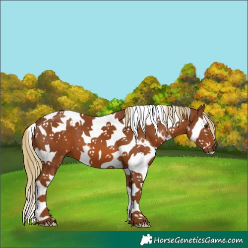 Horse Color:White Spotted Chestnut Splash Tobiano 