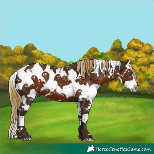 Horse Color:Liver Chestnut Splash Tobiano 