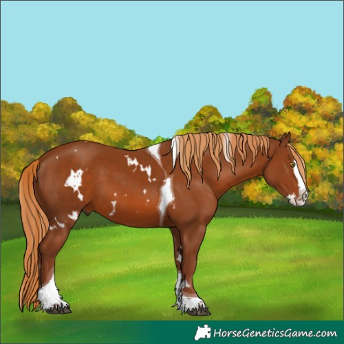 Horse Color:White Spotted Chestnut Splash Tobiano 