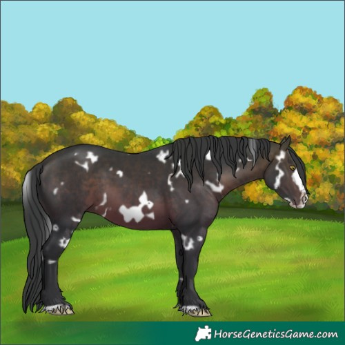 Horse Color:White Spotted Brown Frame