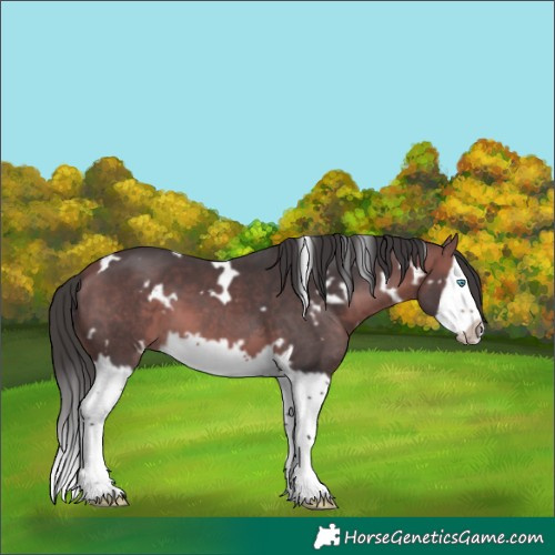 Horse Color:White Spotted Bay Splash Frame 