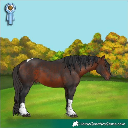 Horse Color:Bay Tobiano