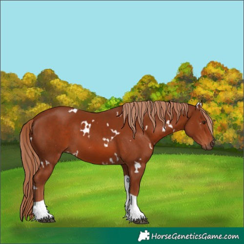 Horse Color:White Spotted Chestnut Tobiano