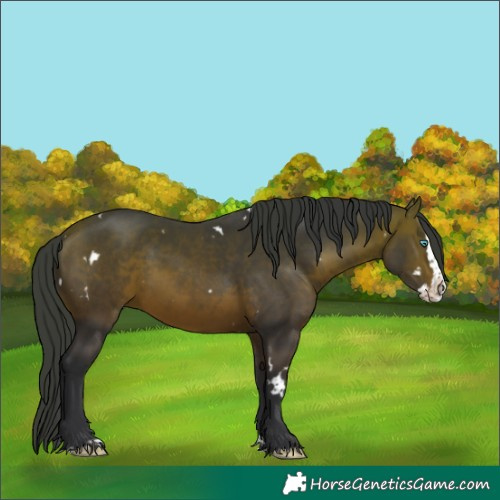 Horse Color:White Spotted Bay Splash