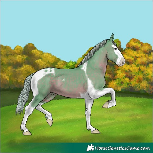 Horse Color:Watercolor Silver Black Splash Tobiano