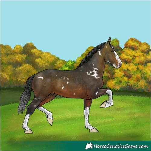 Horse Color:White Spotted Bay Splash 