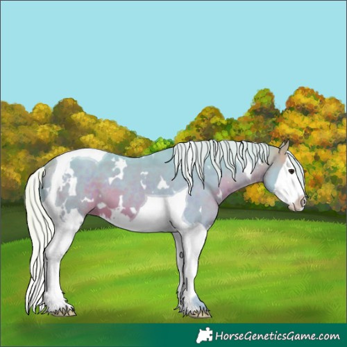 Horse Color:Watercolor White Spotted Silver Bay Splash Tobiano 