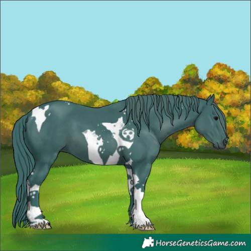 Horse Color:Watercolor Black Tobiano