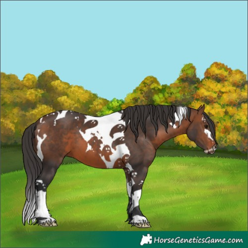Horse Color:Brown Splash Tobiano